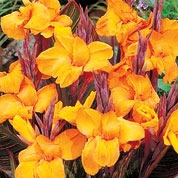 Canna 'Gold Ader'